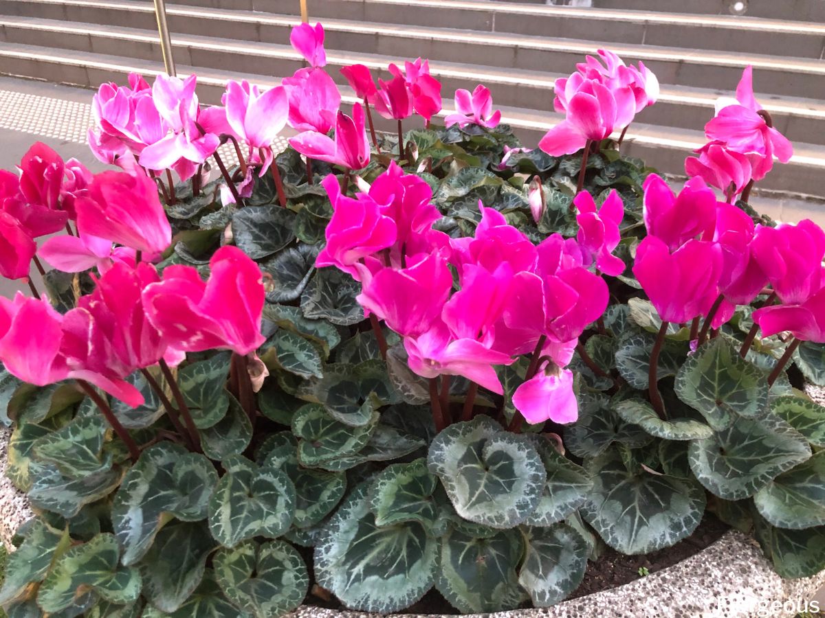 What Causes Cyclamen Yellow Leaves and How to Fix