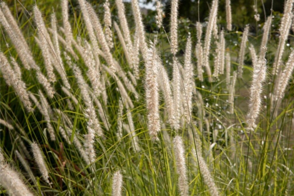 fountain grass