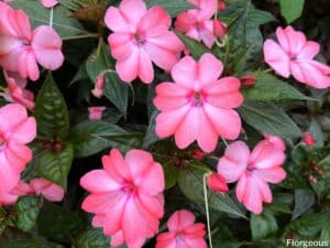 Impatiens Flower Meaning and Symbolism Unveiled | Florgeous