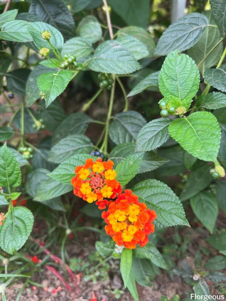 lantana flowers