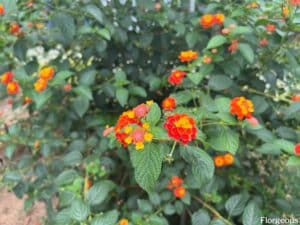 How to Grow and Care for Lantana Plants | Florgeous