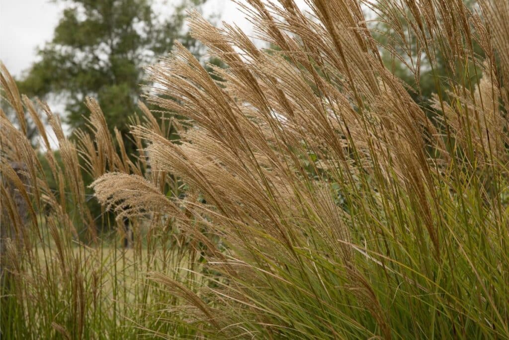 maiden grass miscanthus sinensis