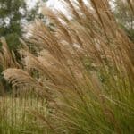 maiden grass miscanthus sinensis