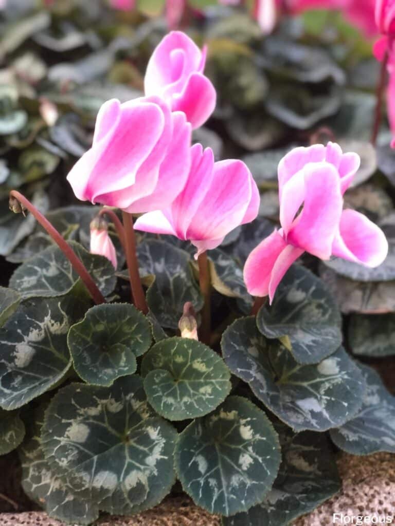 pink cyclamen flowers