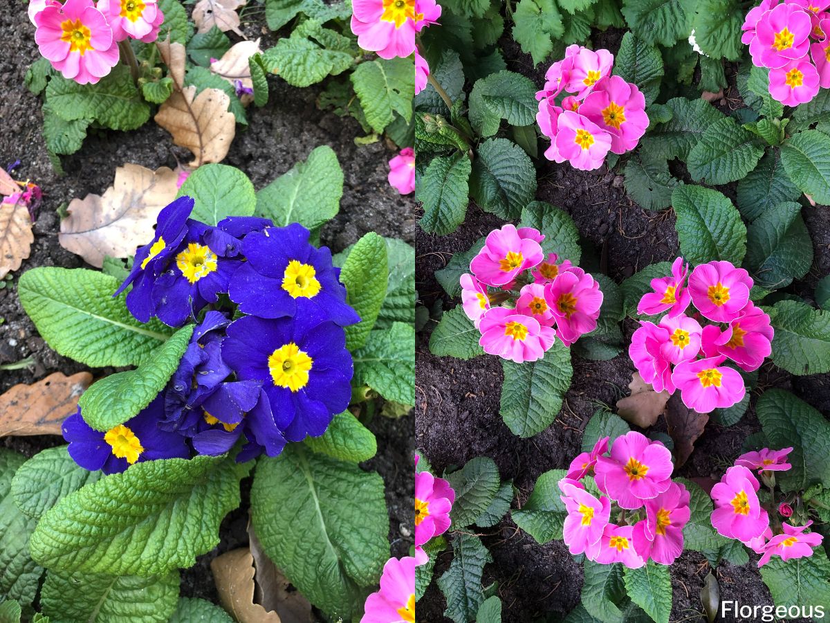 Common Primrose Types and Varieties for Your Garden | Florgeous