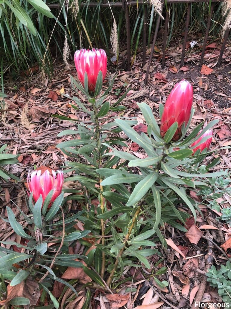 protea flower