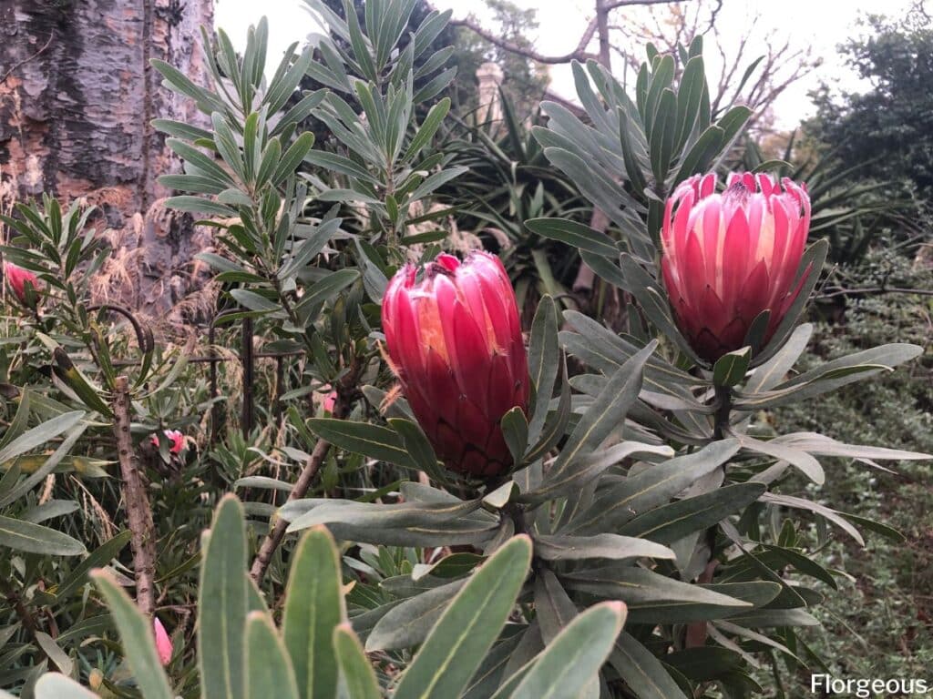 protea flower meaning