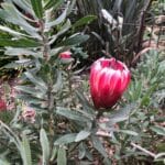 protea plant