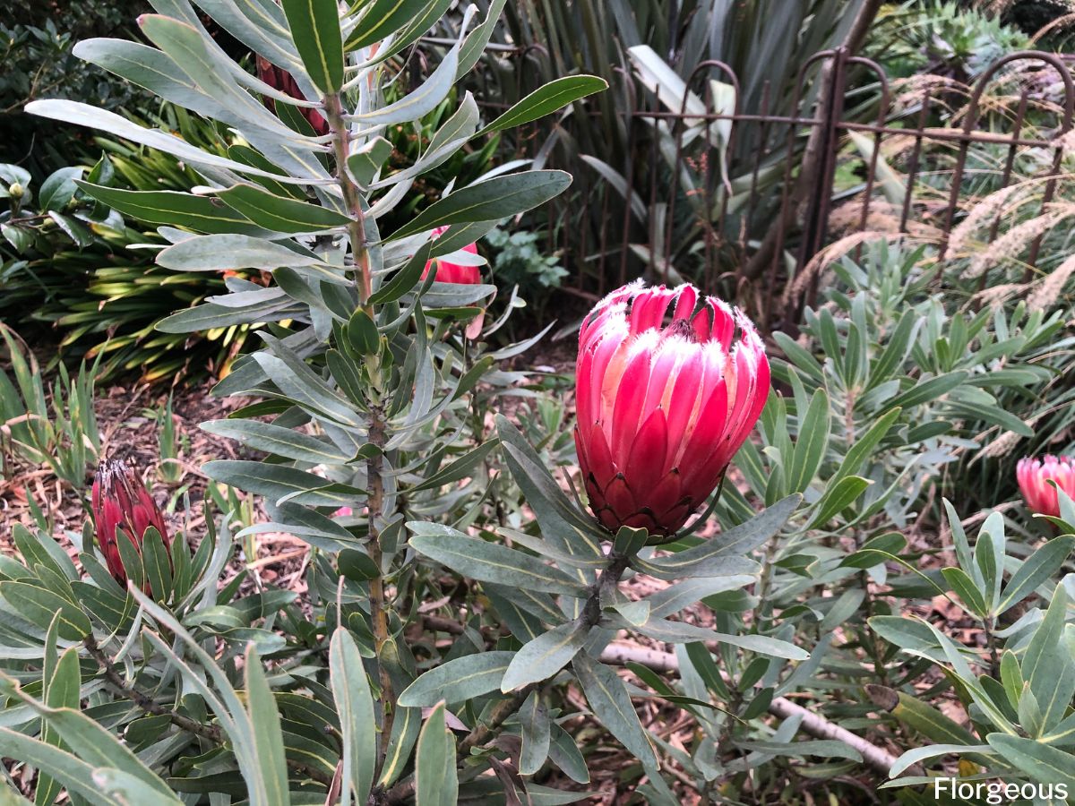 How to Grow and Care for Protea Flowers | Florgeous