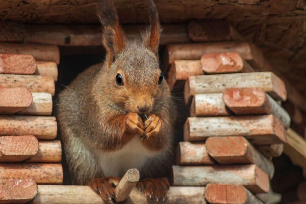 squirrel nest