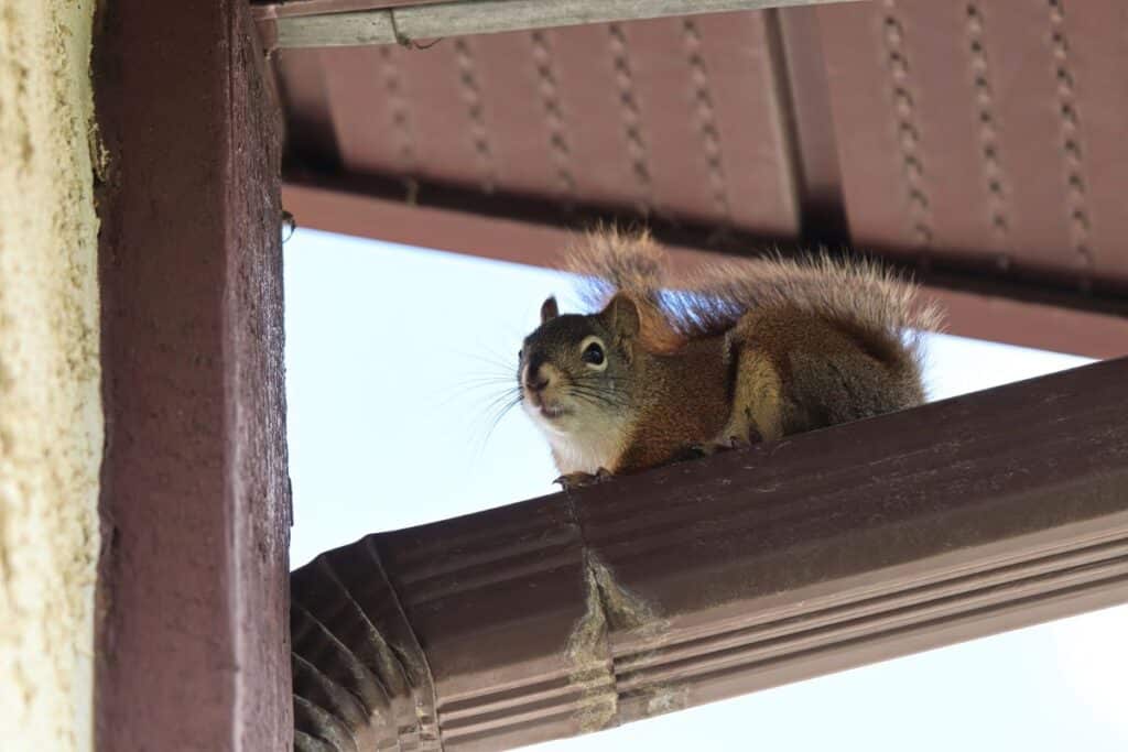 squirrels in attic