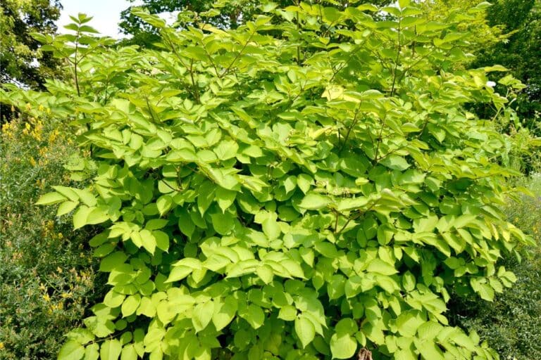 6 Best Aralia Sun King Companion Plants and Landscaping Ideas | Florgeous