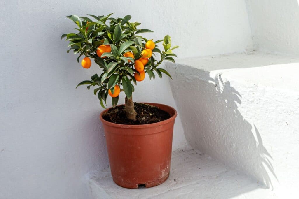 bonsai orange tree