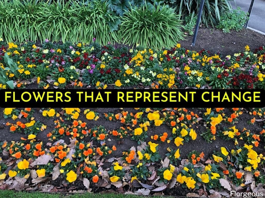 flowers that mean change