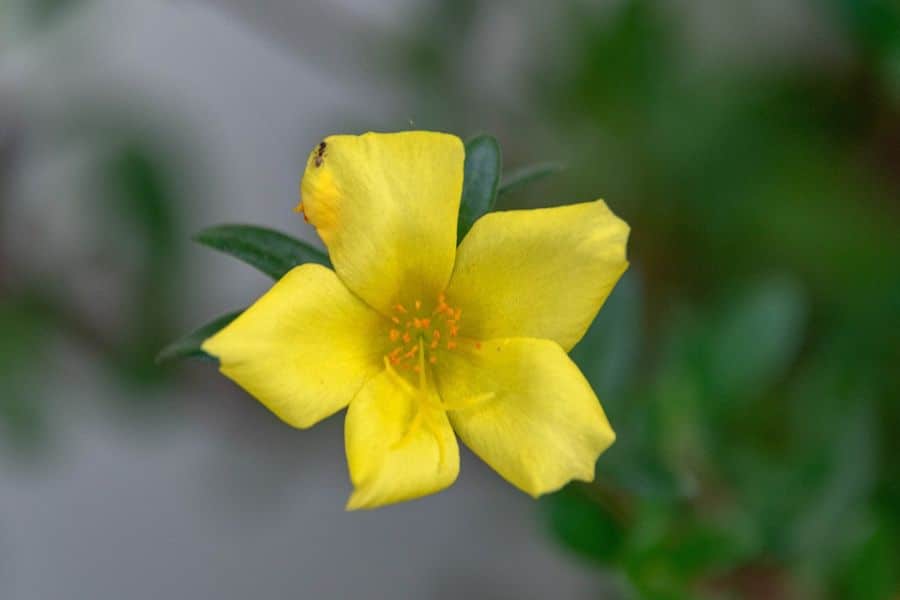 cinquefoil