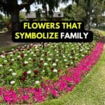 flower meaning family