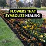 flower meaning healing
