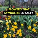 flower meaning loyalty
