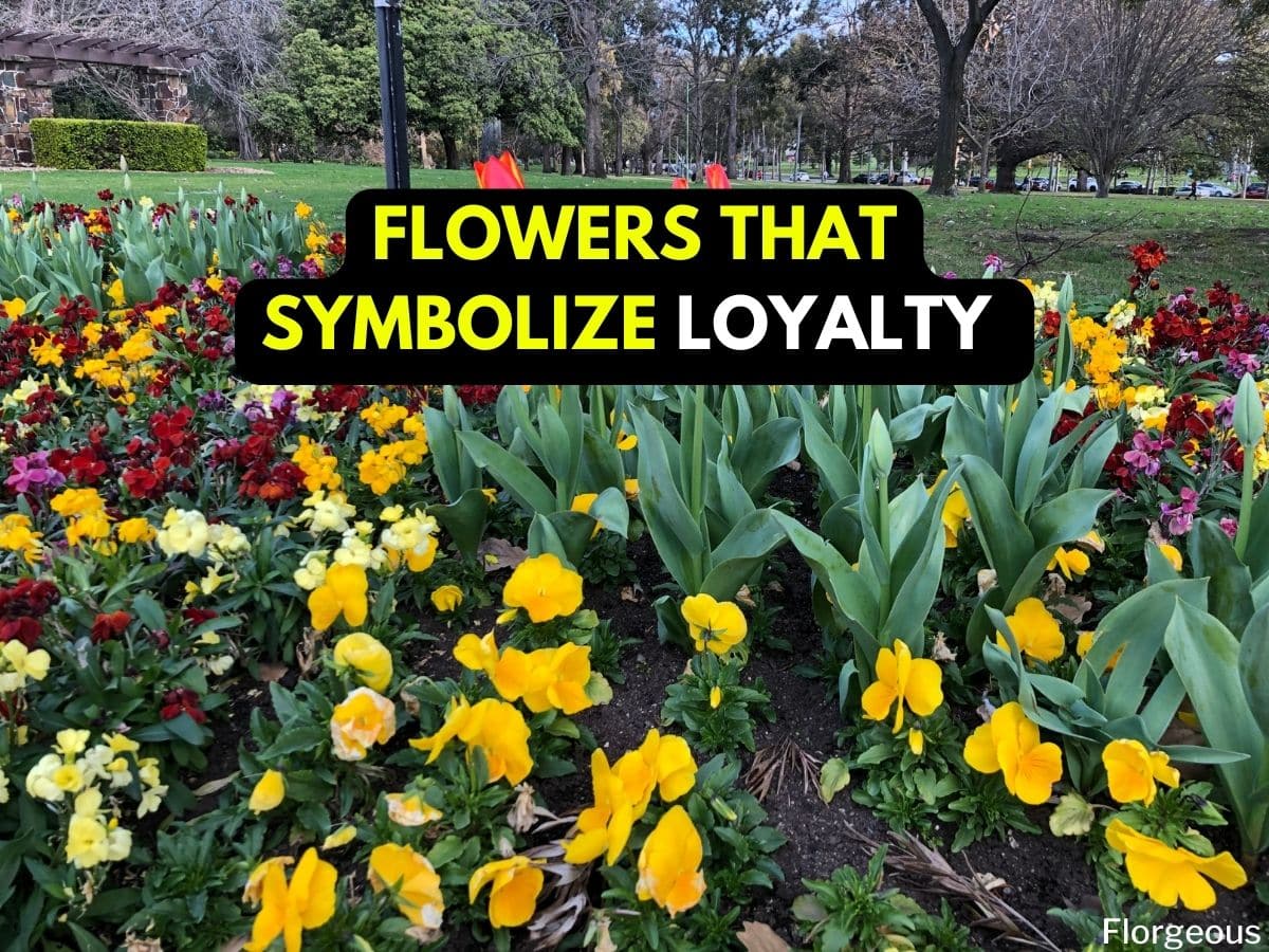 15 Best Flowers That Mean Loyalty For Important People In Your Life Flower Meaning Loyalty
