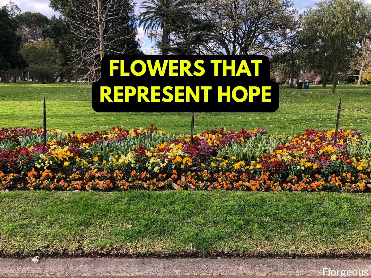 15 Flowers That Mean Hope You Can Give Someone