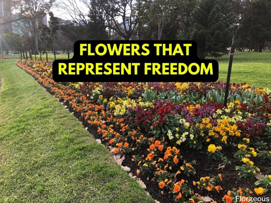 freedom flower