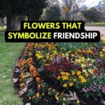 friendship flower