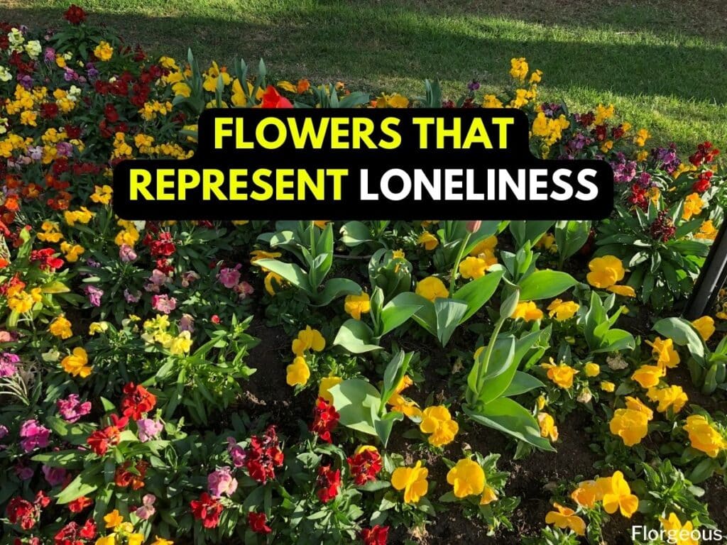 loneliness flowers