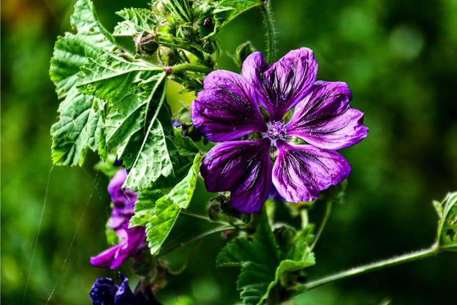 malva flower