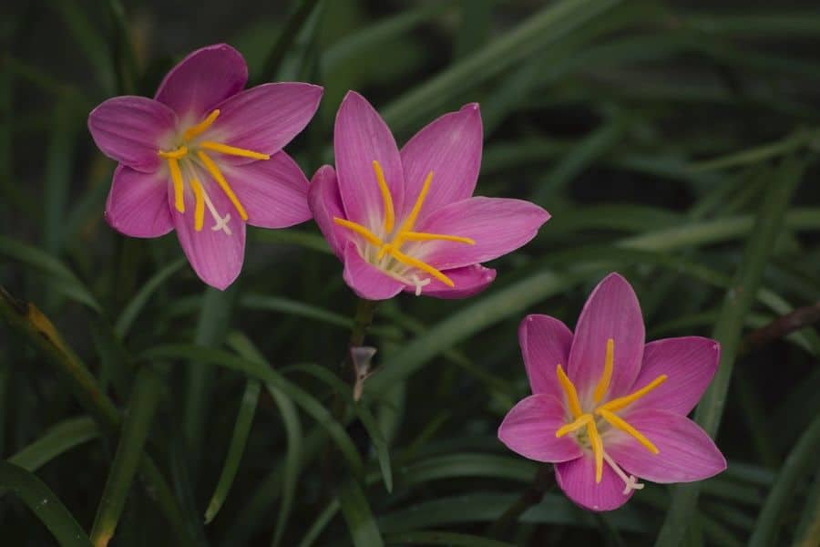 pink rain lily