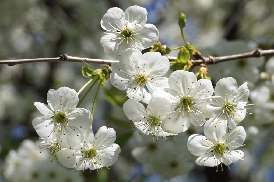 plum blossom