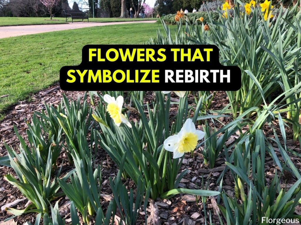 rebirth flower