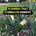 rebirth flower