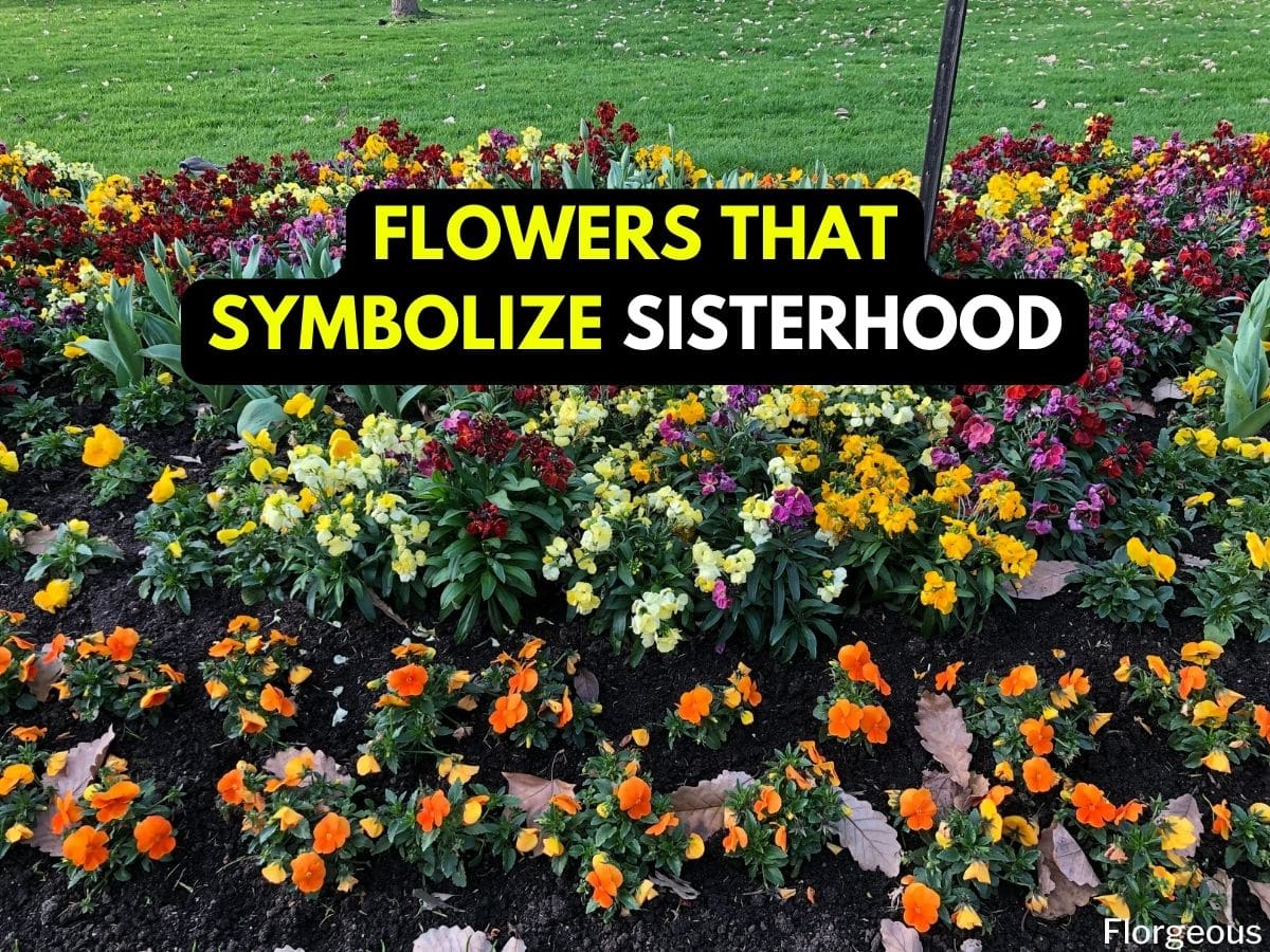 19 Flowers That Represent Sisterhood for Your Sisters