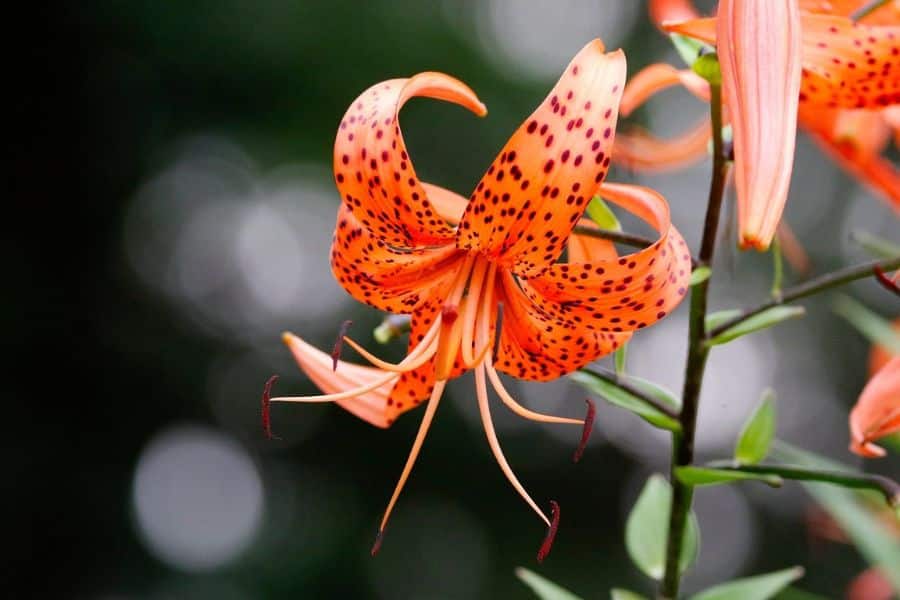 tiger lily flower