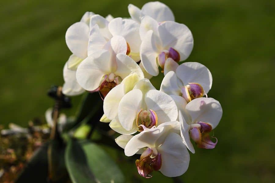 white moth orchids