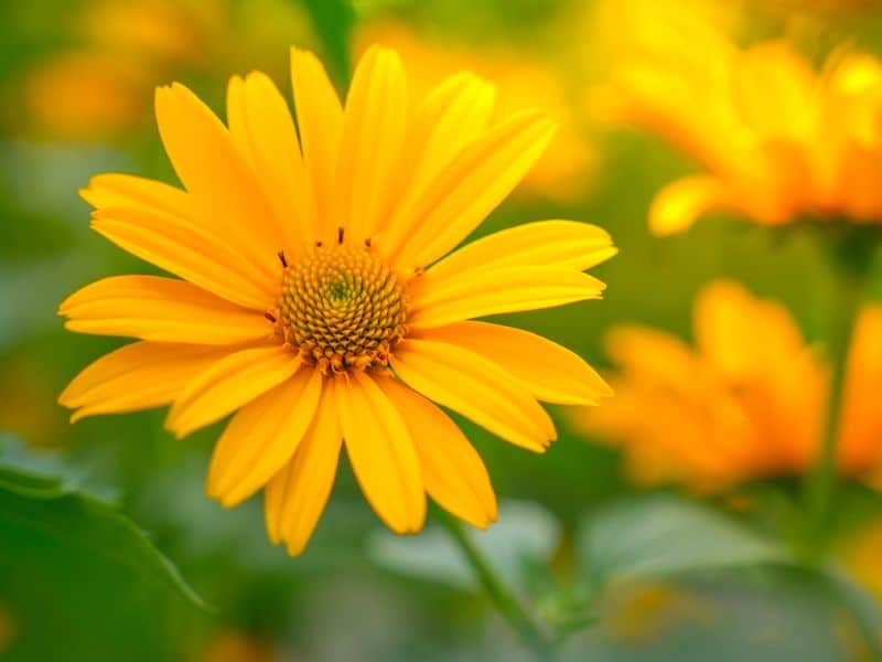 Oxeye-Sunflower
