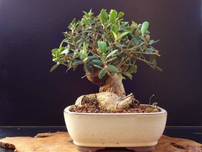 thumbnail image 2 of Olive Bonsai Tree Number 345P - ALL THINGS BONSAI 2 of 14
