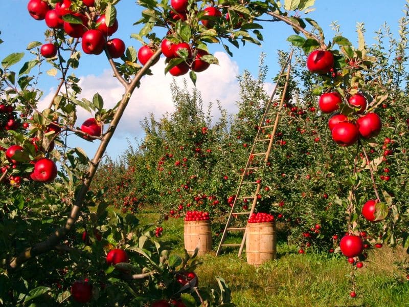 apples-orchard-apple-trees