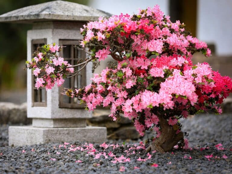 Growing and Caring for an Azalea Bonsai Tree (Rhododendron) | Florgeous