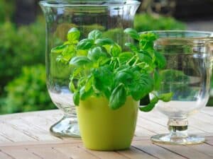 5 Plants That Repel Wasps: Your Ultimate Guide to Wasp-Free Gardens