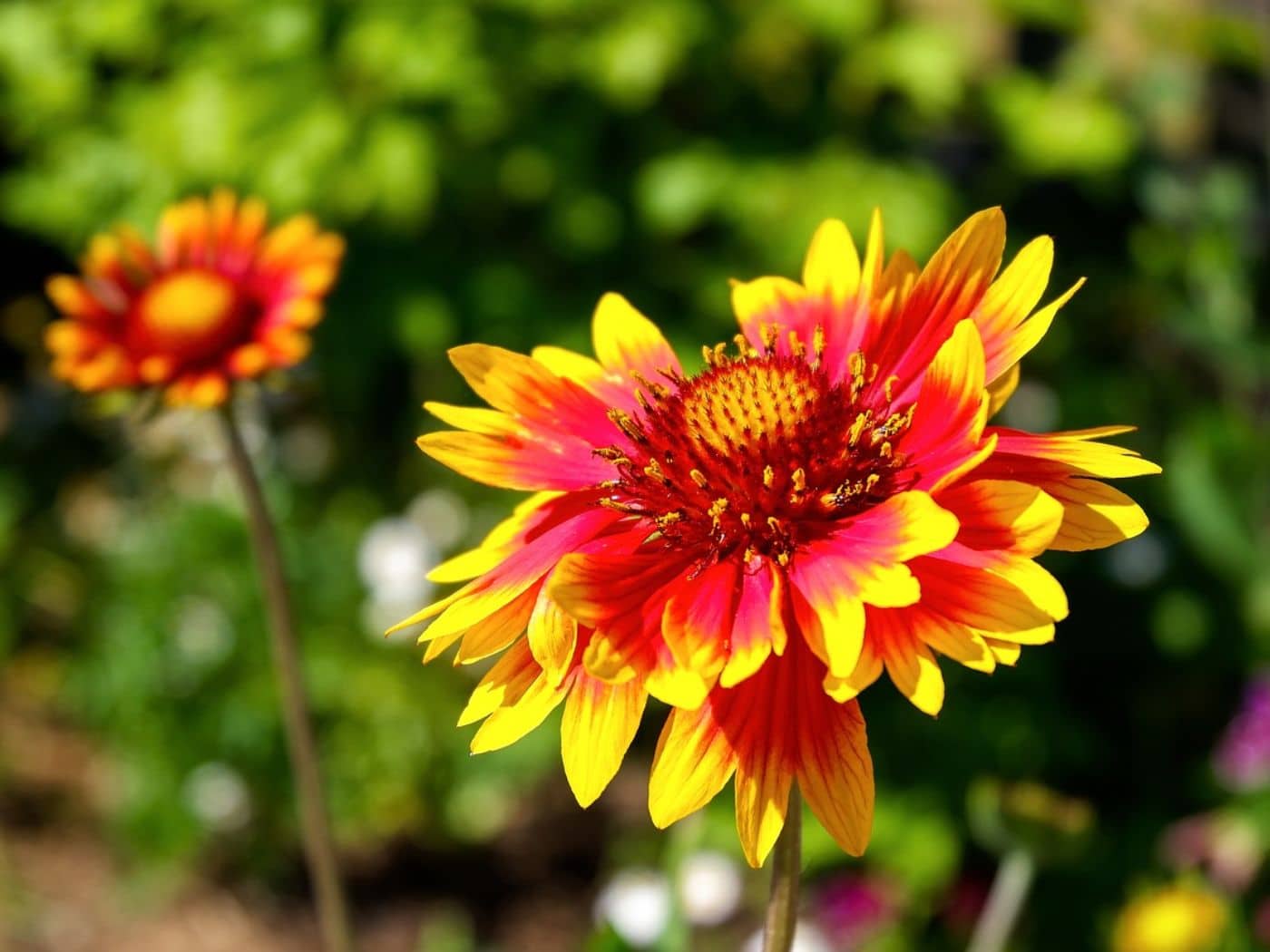 5 Best Blanket Flower Companion Plants for Vivid Wildflower Gardens