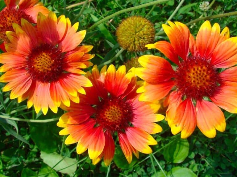 5 Best Blanket Flower Companion Plants for Vivid Wildflower Gardens