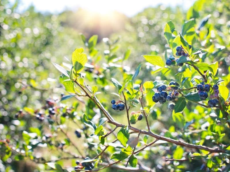 blueberries-bush-nature-blueberry