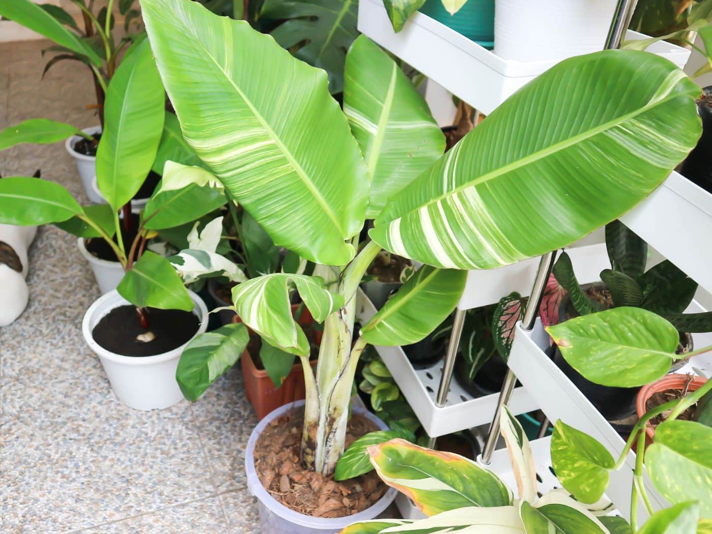 Growing and Caring for a Bonsai Banana Tree (Musa acuminata)