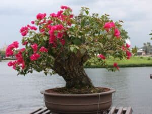 Growing and Caring for a Bougainvillea Bonsai Tree (Bougainvillea