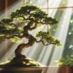 oak bonsai tree