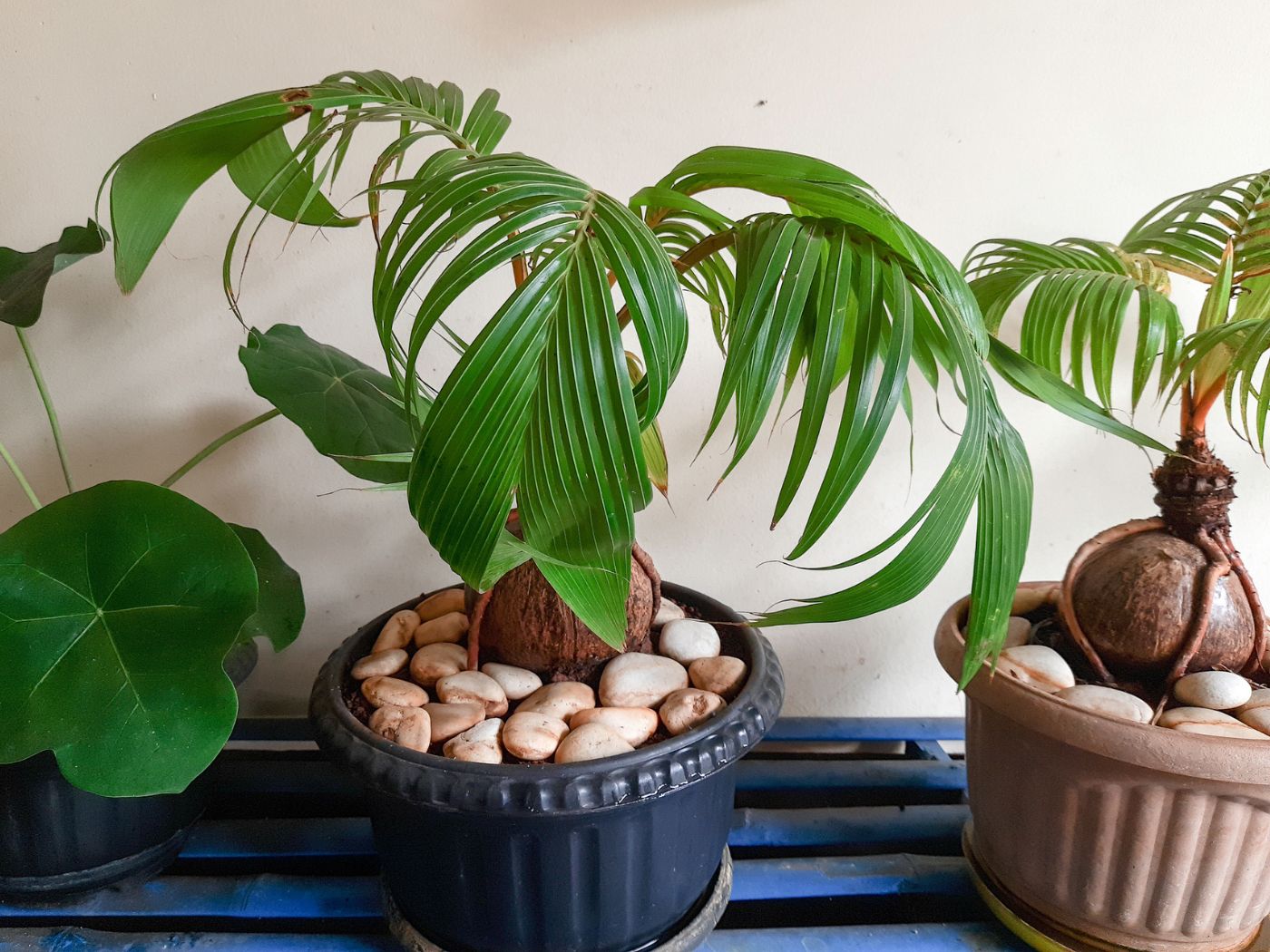 5 Best Bonsai Palm Tree Species and How To Grow and Care For Them