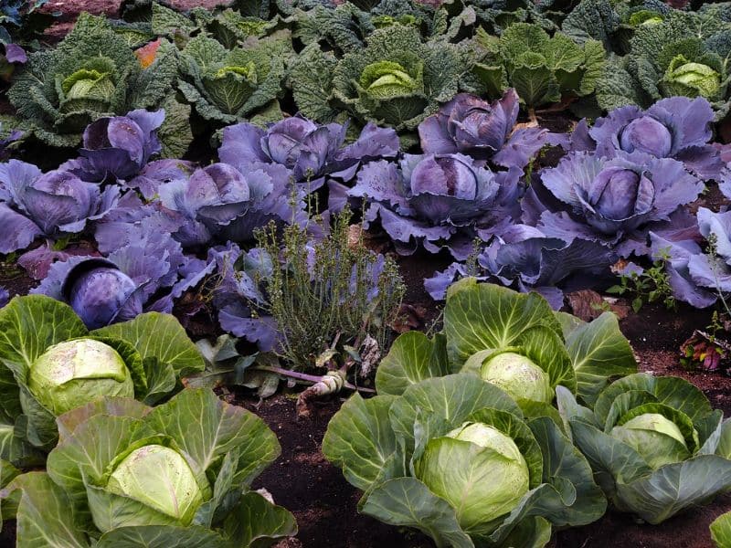 brassicas-cabbage-herb-vegetables