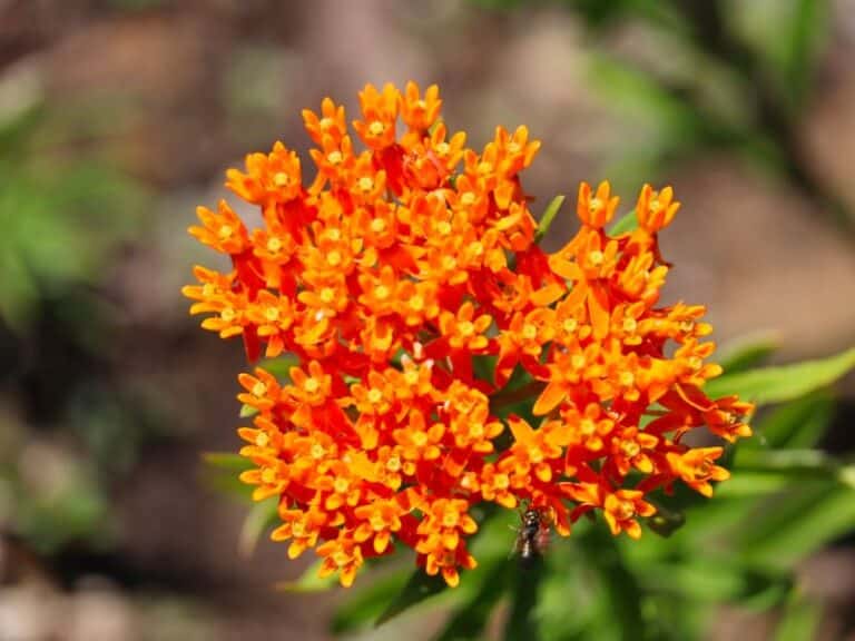 5 Best Coneflower Companion Plants and The Worst to Avoid | Florgeous