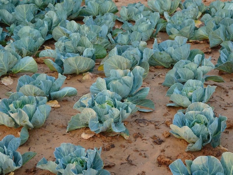 cabbage-brassica